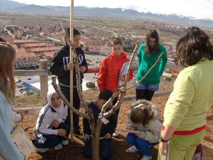 2013 DIA DEL ARBOL