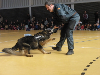2013 EXHIBICIÓN PERRO